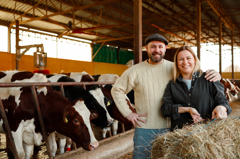 Landwirte im Kuhstall mit moderner Technik und hohem Energiebedarf für Stallbelüftung und Fütterung